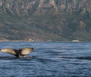 Whale Tale in Cape Town 